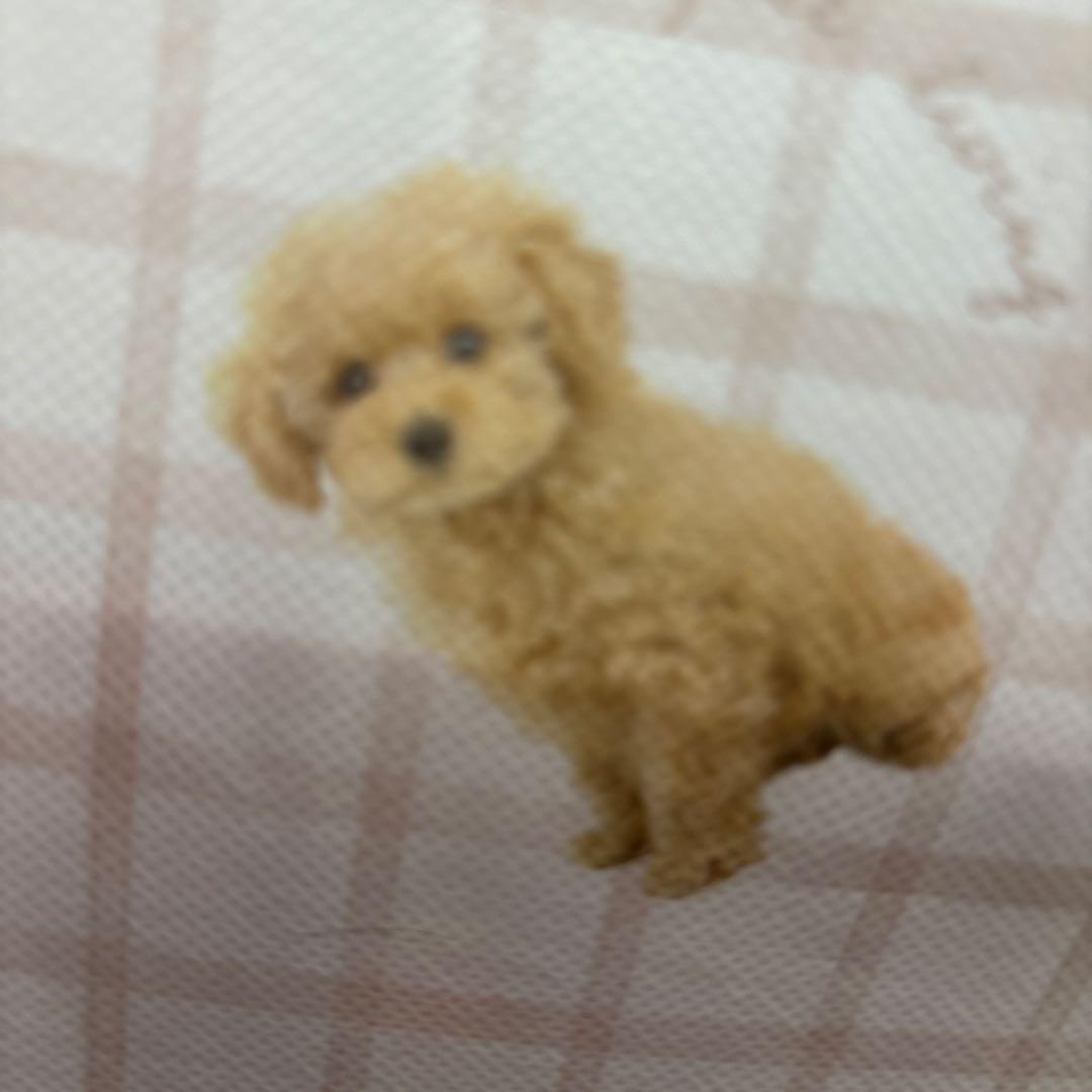 いちご大福 いちご大福（6個入り）