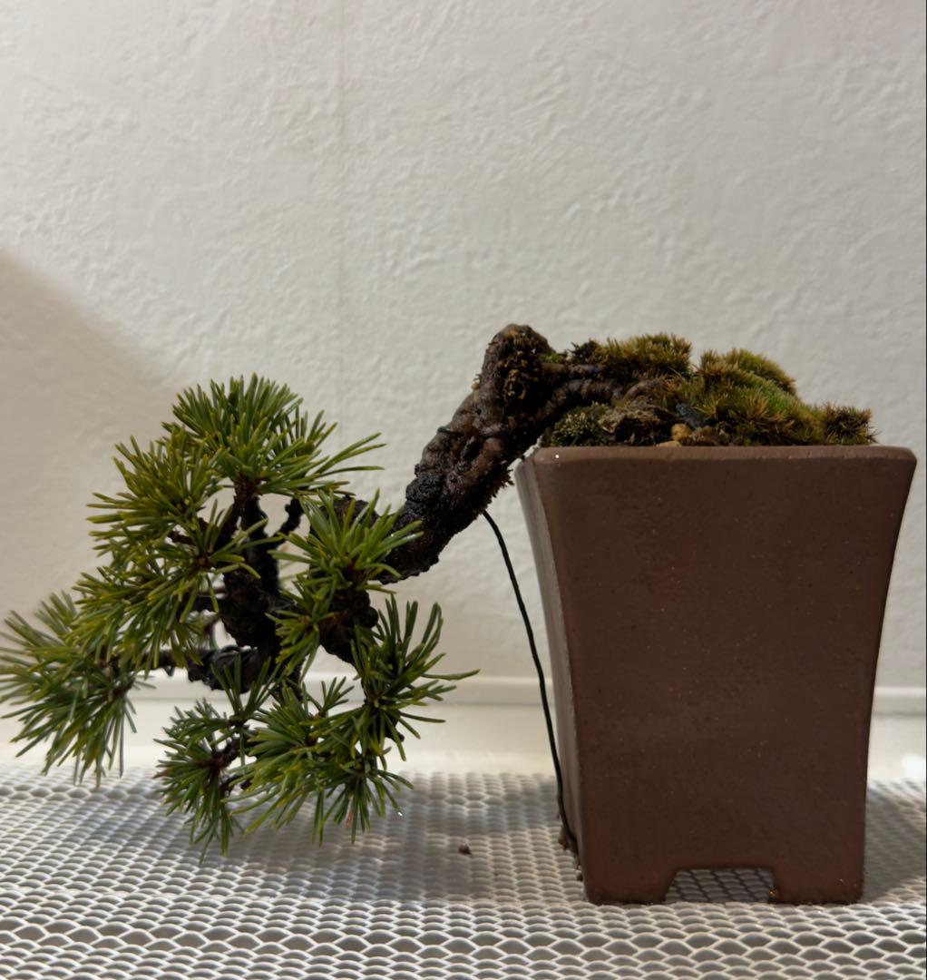 五葉松　盆栽 楽天市場】2024年11月撮影五葉松盆栽 本格 盆栽マツ まつ 吾妻 五葉松