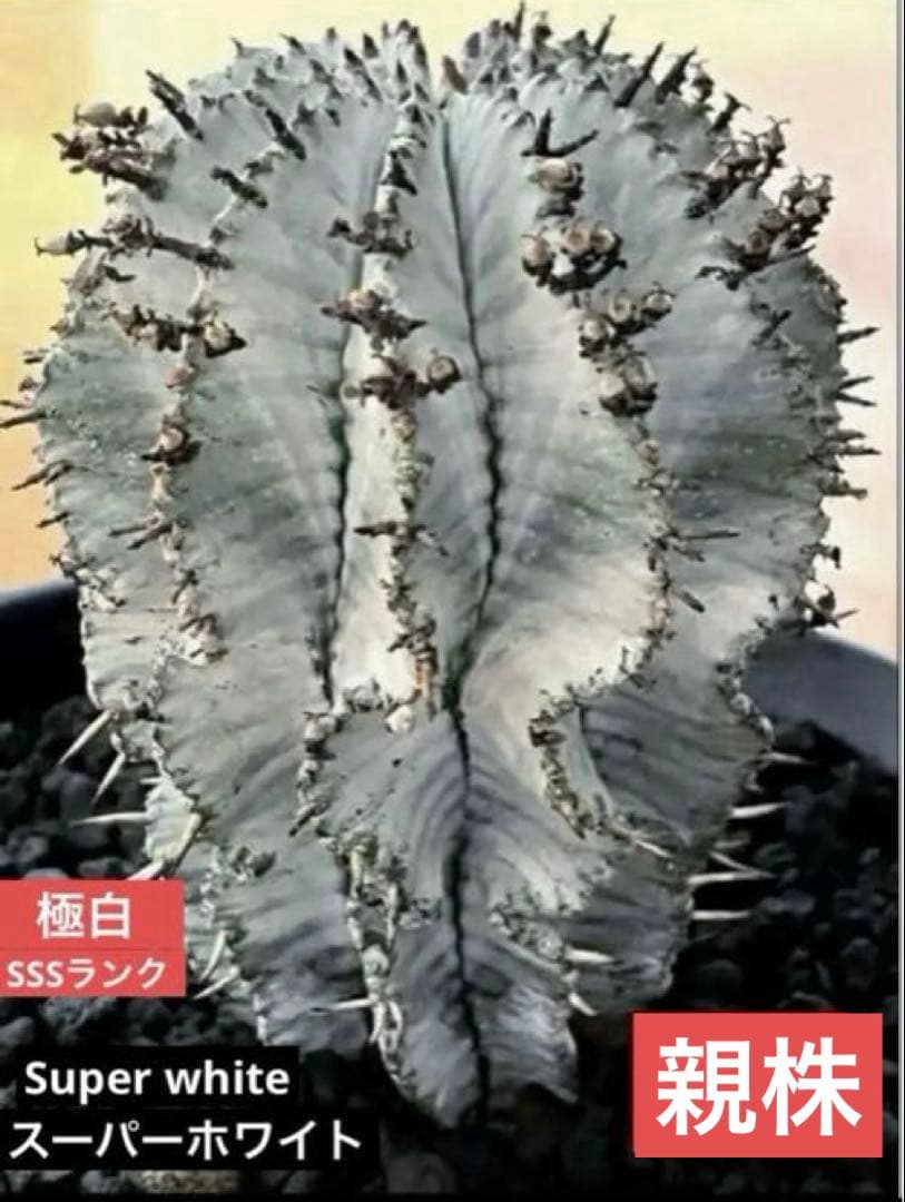 翠*緑様 ユーフォルビア ホリダ スーパーホワイト 極白 SSSランク カキ子