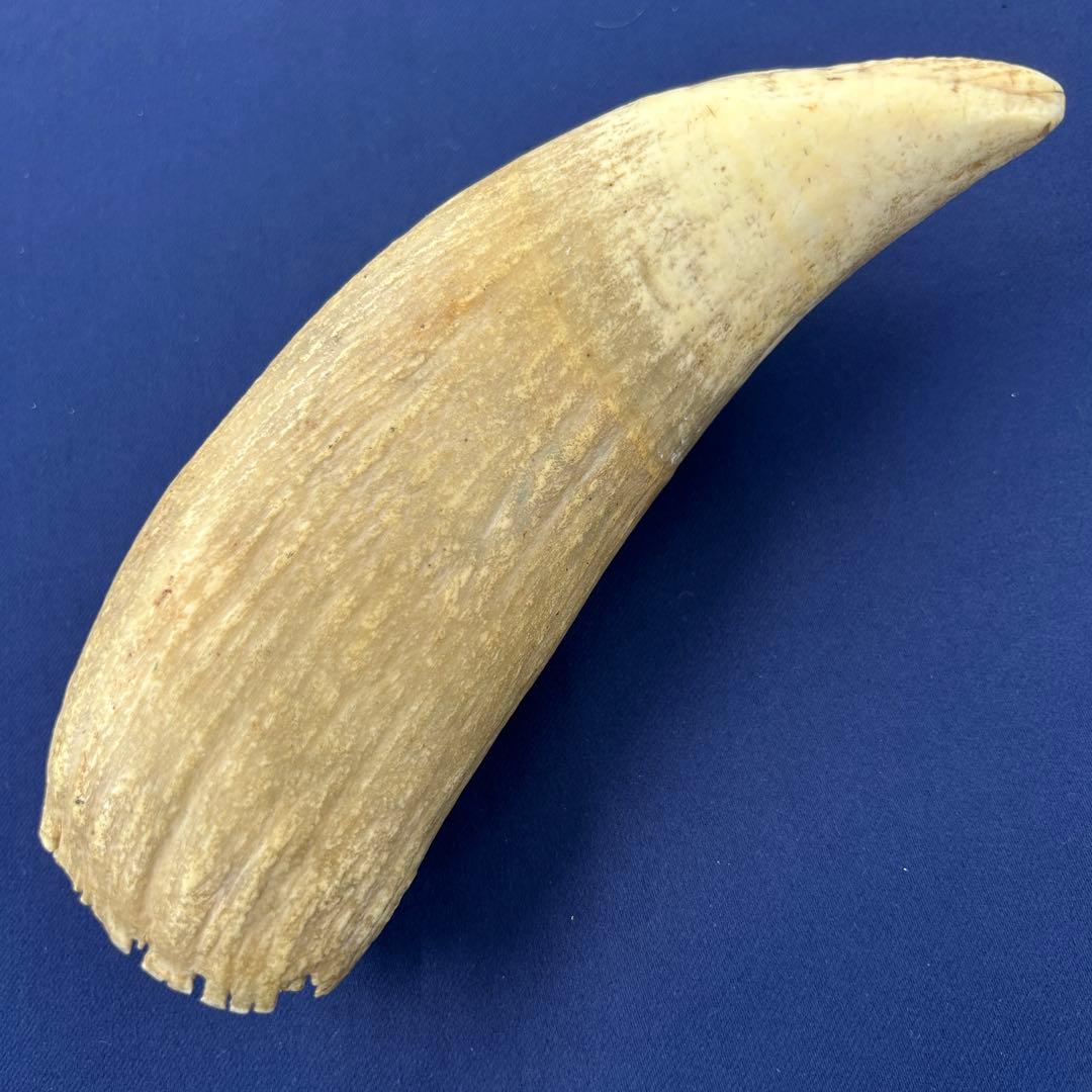 鯨の歯 牙 マッコウクジラ 重量378.1g レア 希少 大きめ 重め キバ 2026年最新】マッコウクジラ 歯 牙の人気アイテム - メルカリ