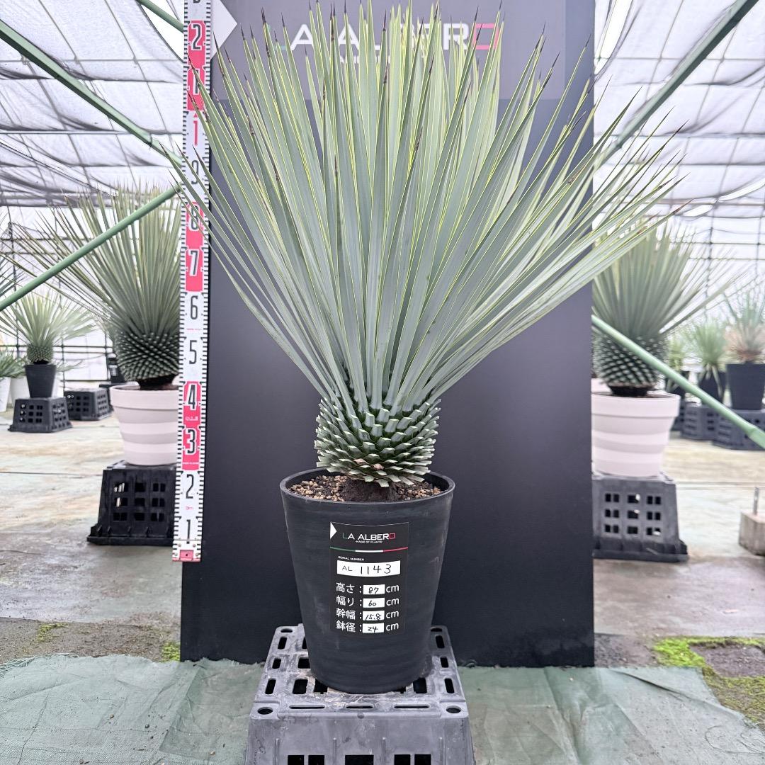ノ*リ様 【AL1143】ユッカ　ロストラータ　24cm鉢