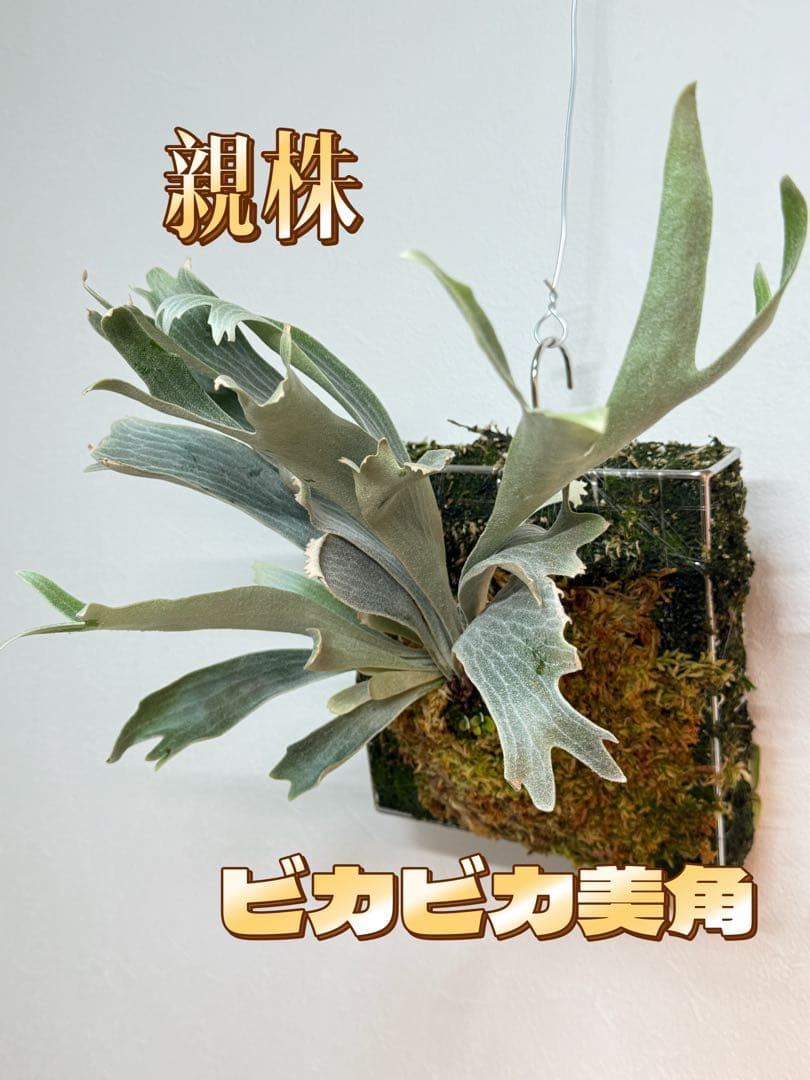 LOVE　P. Willinckii 'Spur' pup株分子株 4株