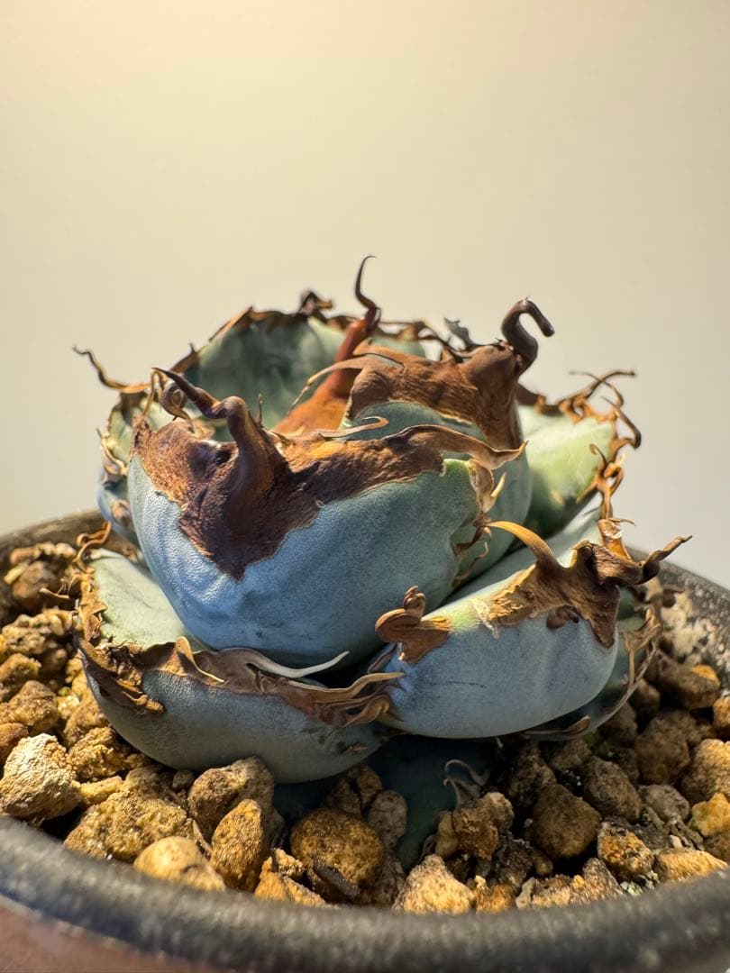 アガベ オアハカ実生 青葉 アガベ・オアハカ実生とは？特徴と育て方・購入の注意点 - セドリック