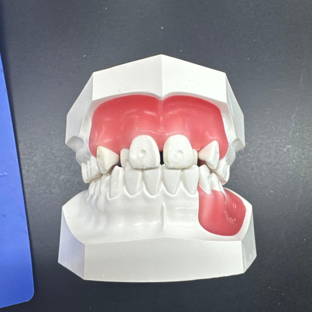 タイポドント模型　未使用 タイポドント用模型歯 [B9-500]｜株式会社ニッシン｜歯科模型・歯科