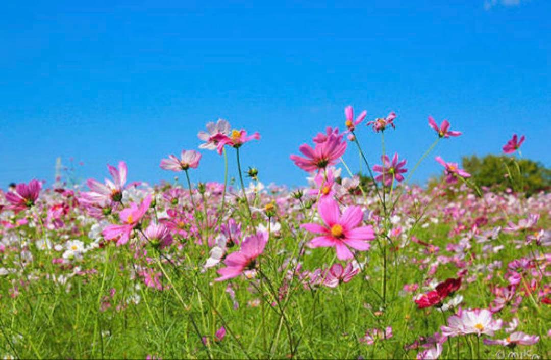 アドソーブ　ローションリッチ　プロ　300ml