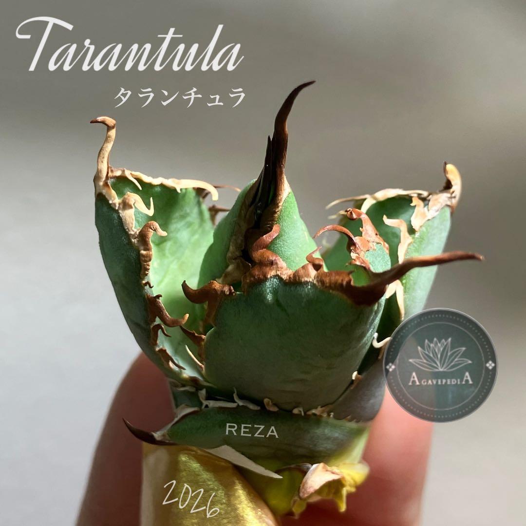匿名配送【初売り】⑤REZA産　イラン　アガベ　Tarantula タランチュラ