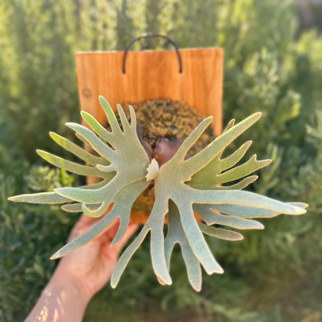 【板付け】P.willinckii ’Jade Girl’ spore 1201