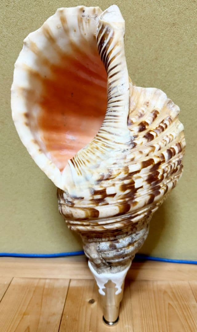 特大肉厚44㎝修験道法螺貝 山伏