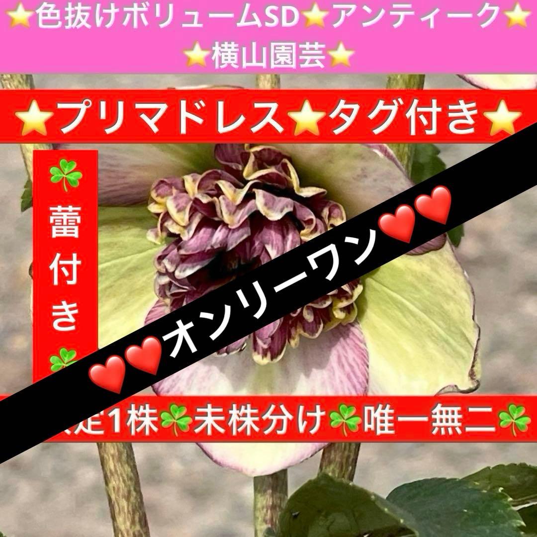 ヒ*イ様 ☘️限定1株☘️未株分け☘️蕾付き☘️3355⭐️プリマドレス⭐️色抜