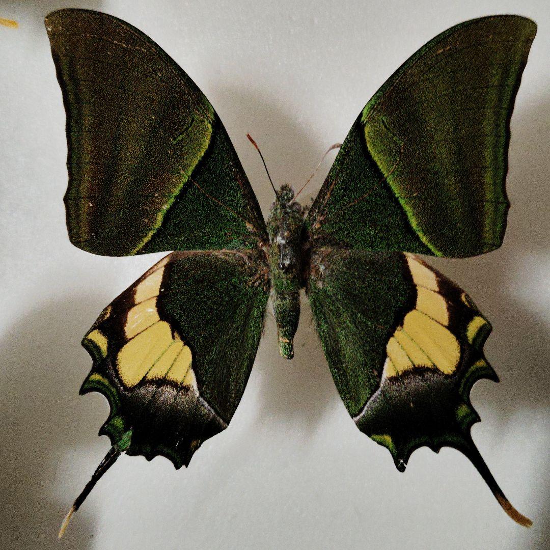 ミャンマー産 テングアゲハ 蝶標本 憧れのテングアゲハ(Teiopalpus imperialis)と 手元の本 | 昆虫漂流記