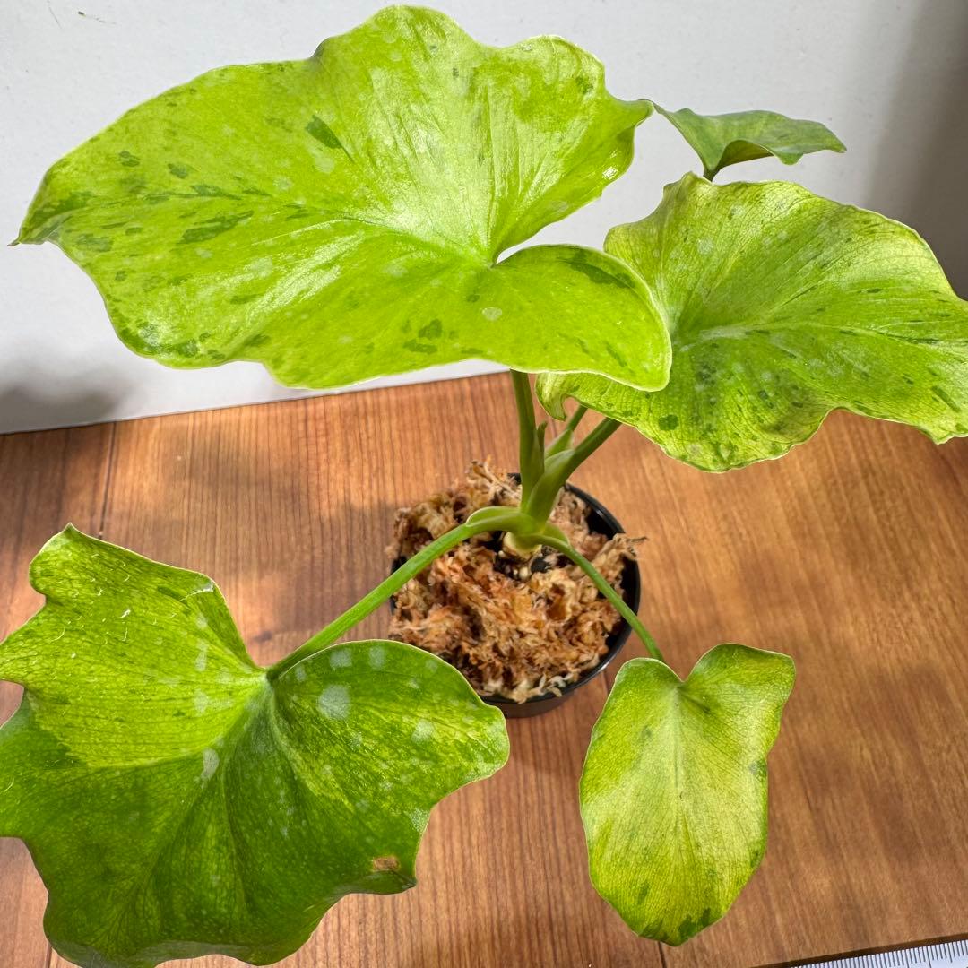 フィロデンドロン セローム 斑入り - メルカリ