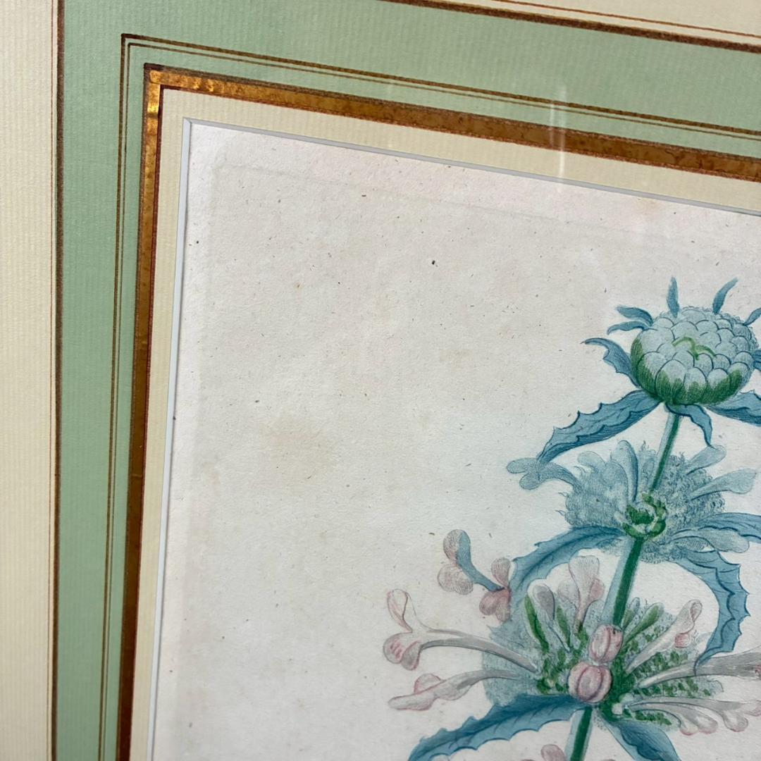 ヨハン・ヴァインマン「アザミ」銅版画+手彩色 作品保証書有 薬用植物