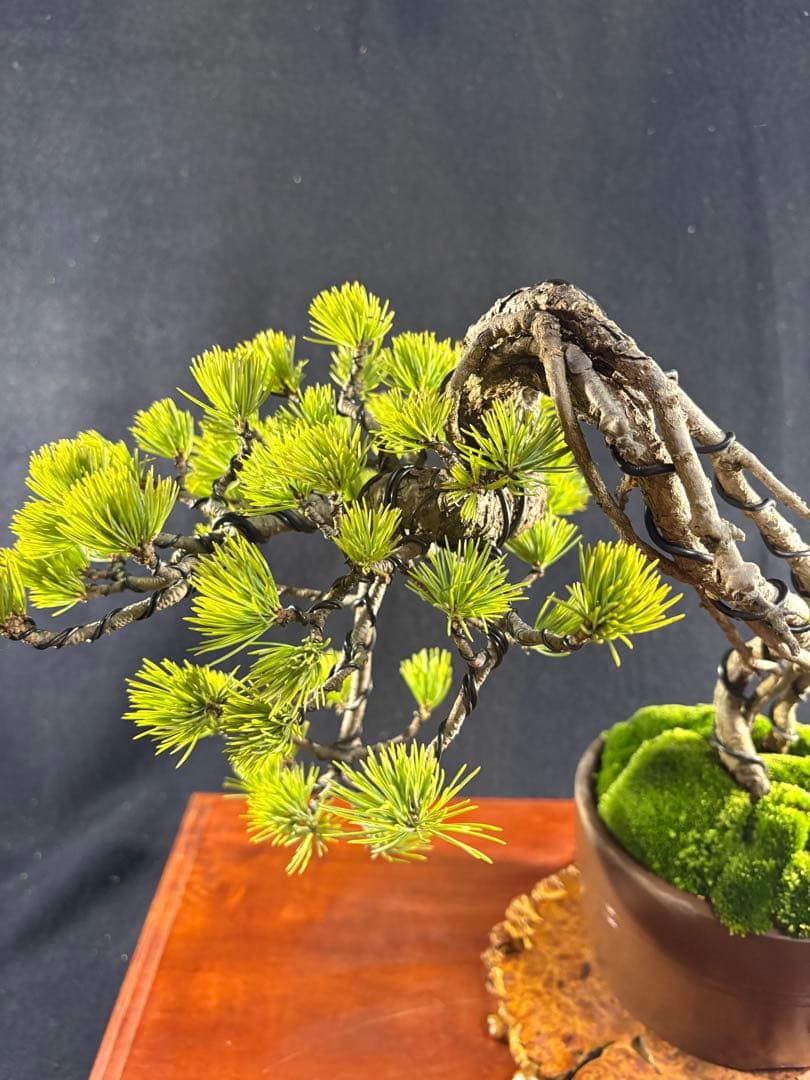 貴風盆栽、赤石五葉松、根上り、懸崖作り 目立った傷や汚れ無し - メルカリ
