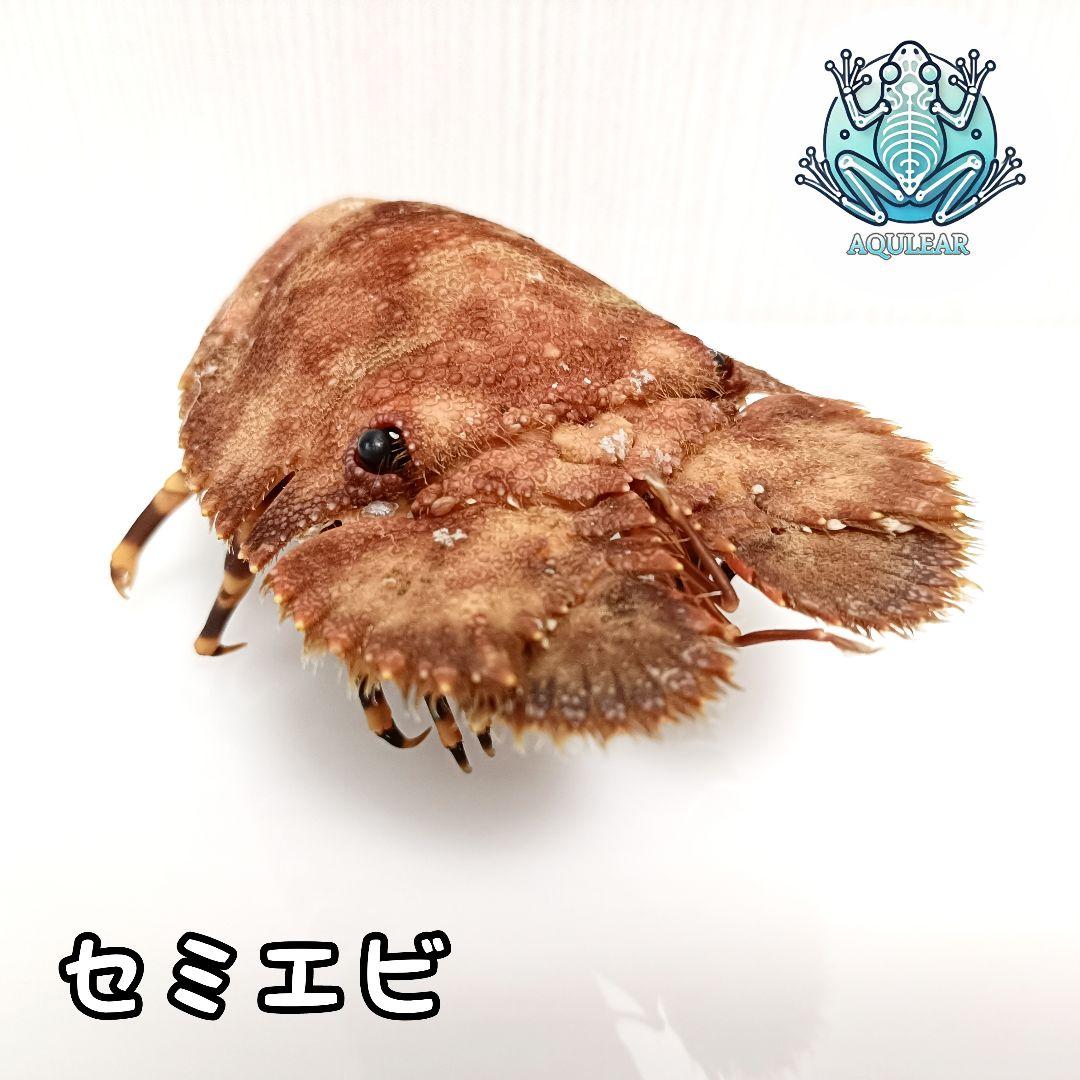 極美品【1点物】セミエビ 乾燥標本 色彩保存標本 関節可動 日本一工芸 / 実印（個人用）