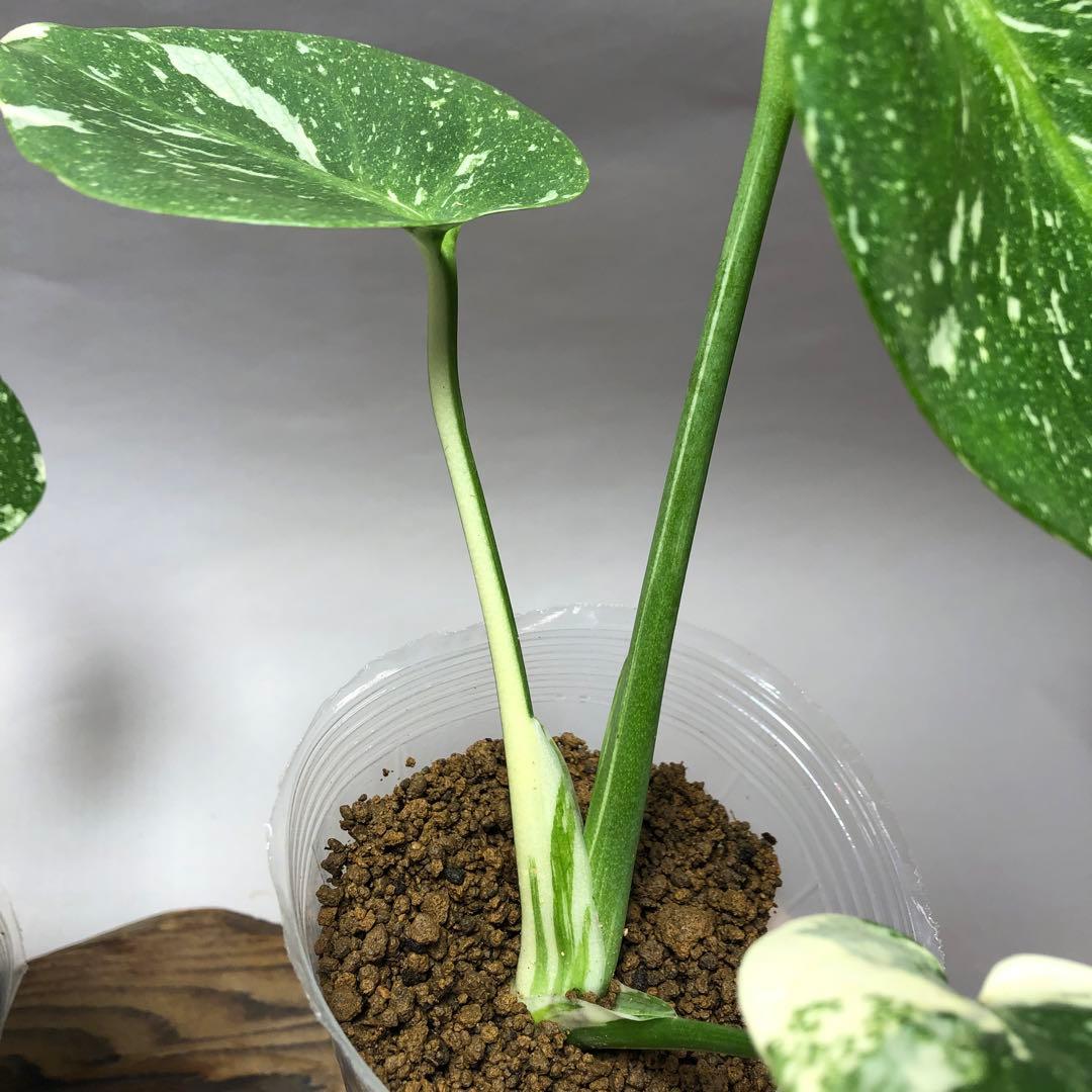 MS560 10株セット【特別選抜】モンステラ・タイコンステレーション