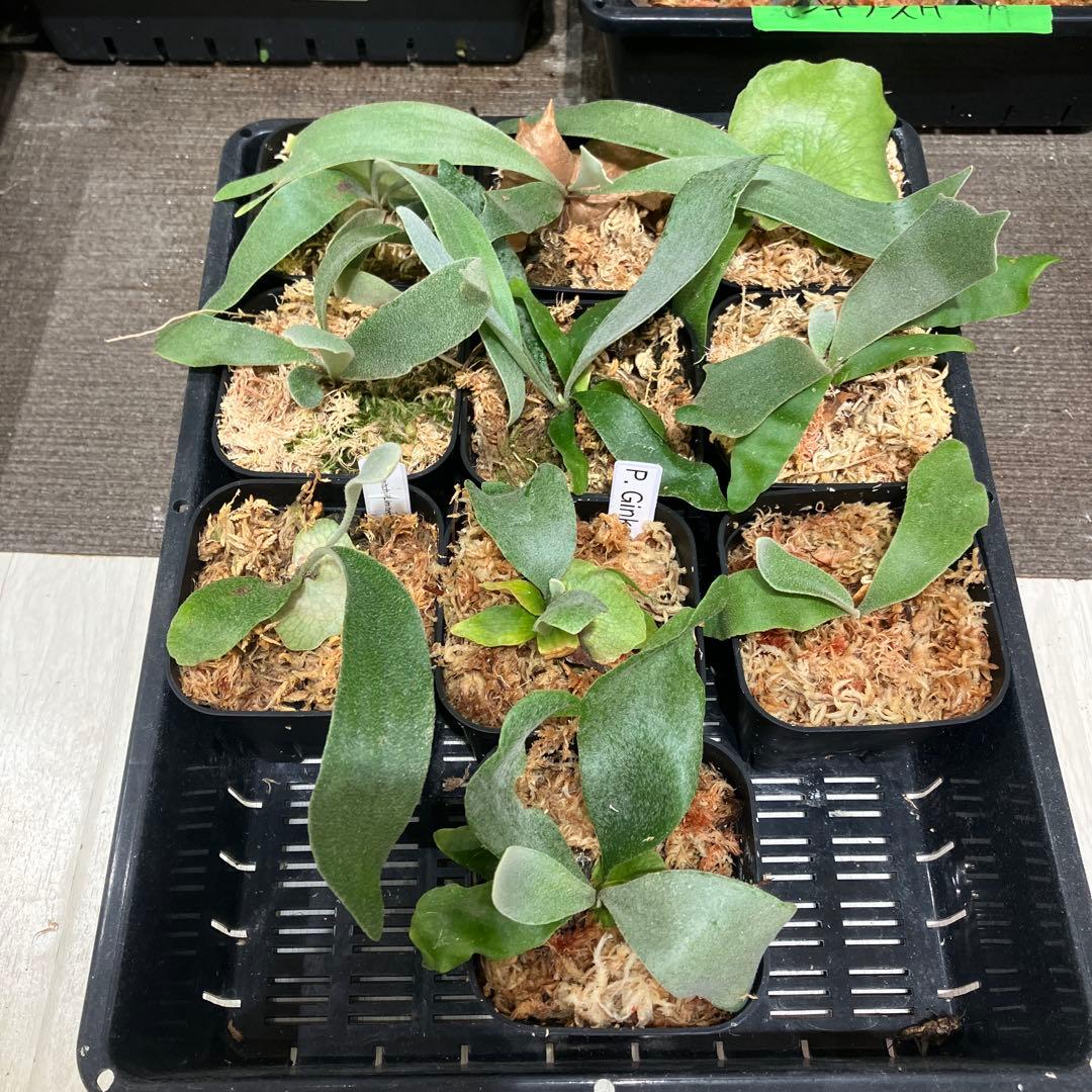 ト*ス様 ビカクシダ福袋　ラスト　10株