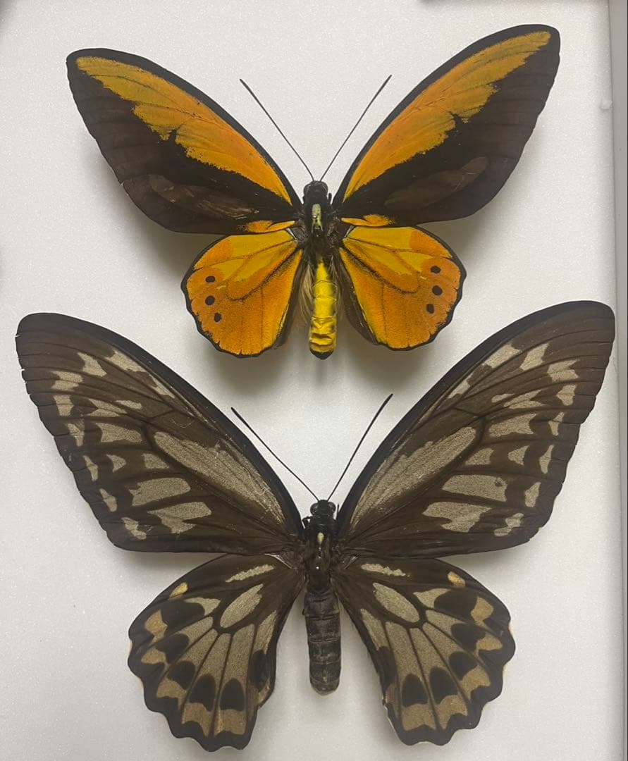 蝶　標本　アカメガネトリバネアゲハ　ペア