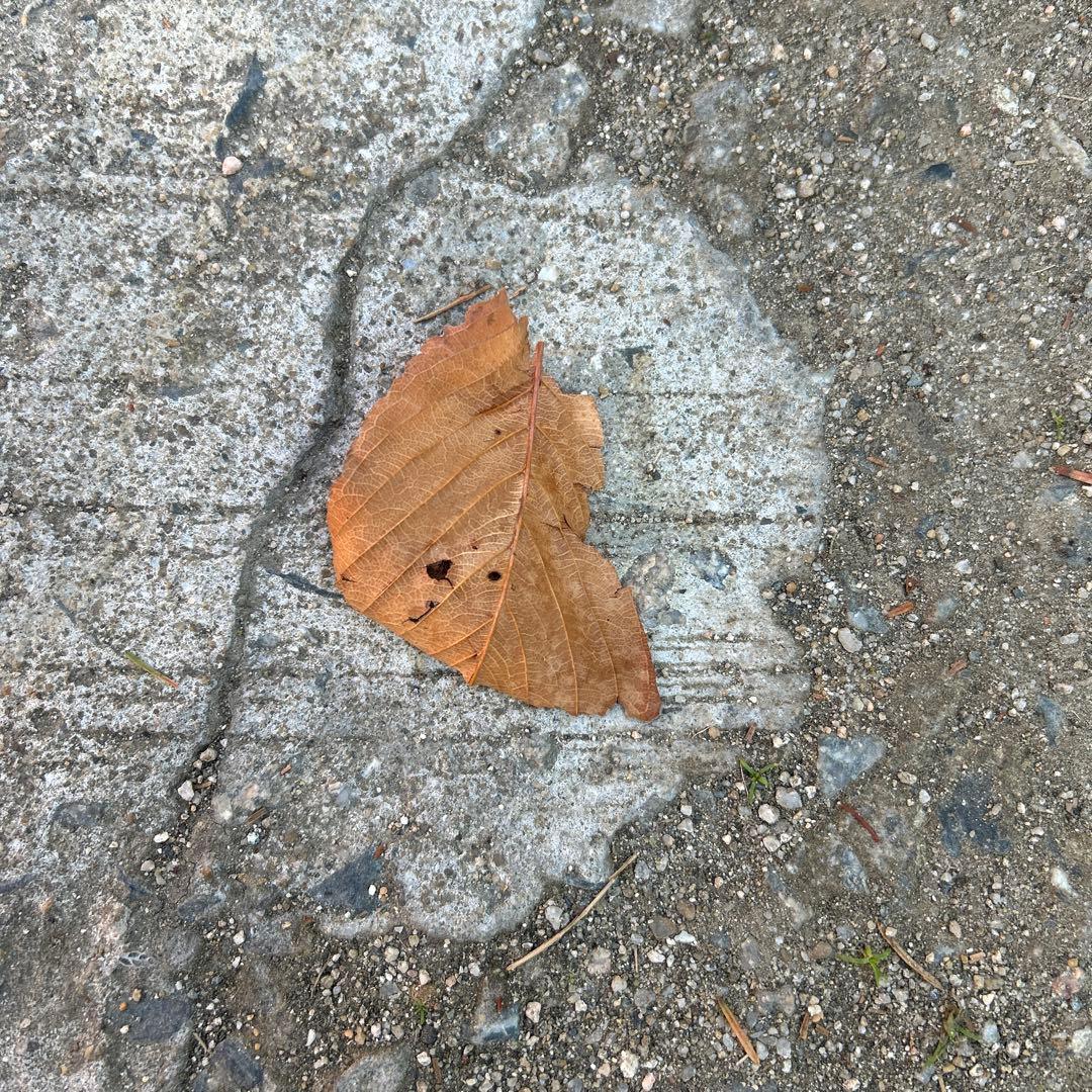 そこら辺の落ち葉 落ち葉の写真撮ってただけで1時間経ってたけど。｜鈴木ユートピア