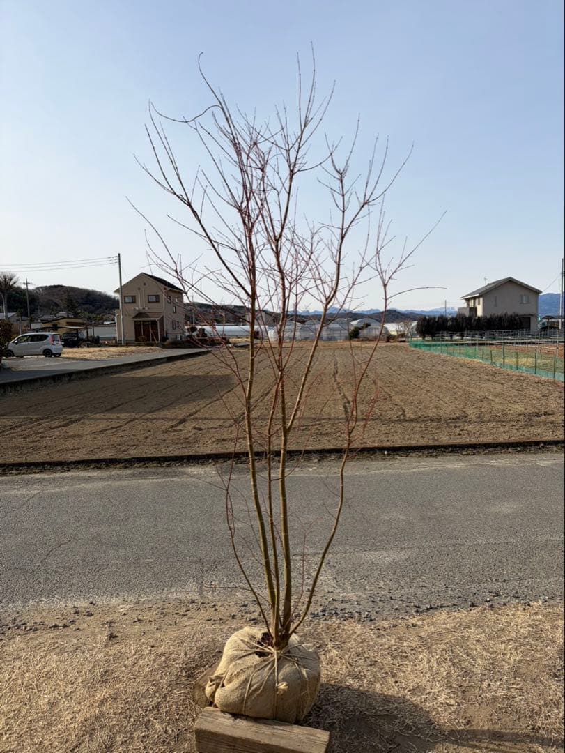 イロハモミジ 自然樹形 本株立ち 4本立ち 楽天市場】【モミジ】イロハモミジ 紅葉 本株立ち 自然樹形 樹高H≒175