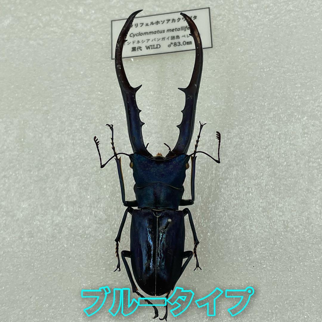 標本 ブルータイプ メタリフェルクワガタ ♂3頭 WILD - 標本