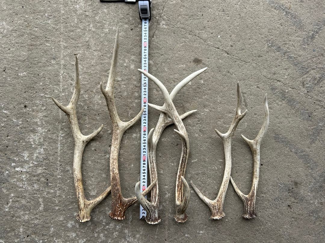 蝦夷鹿の角（北海道白老産）6本