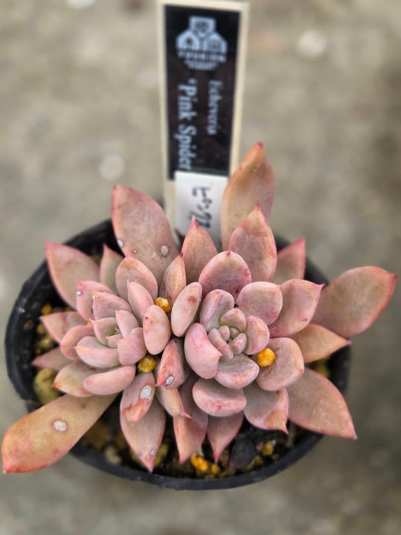 多肉植物 ピンクスパイダー 訳あり 札なし 優木園さん命名株 - メルカリ