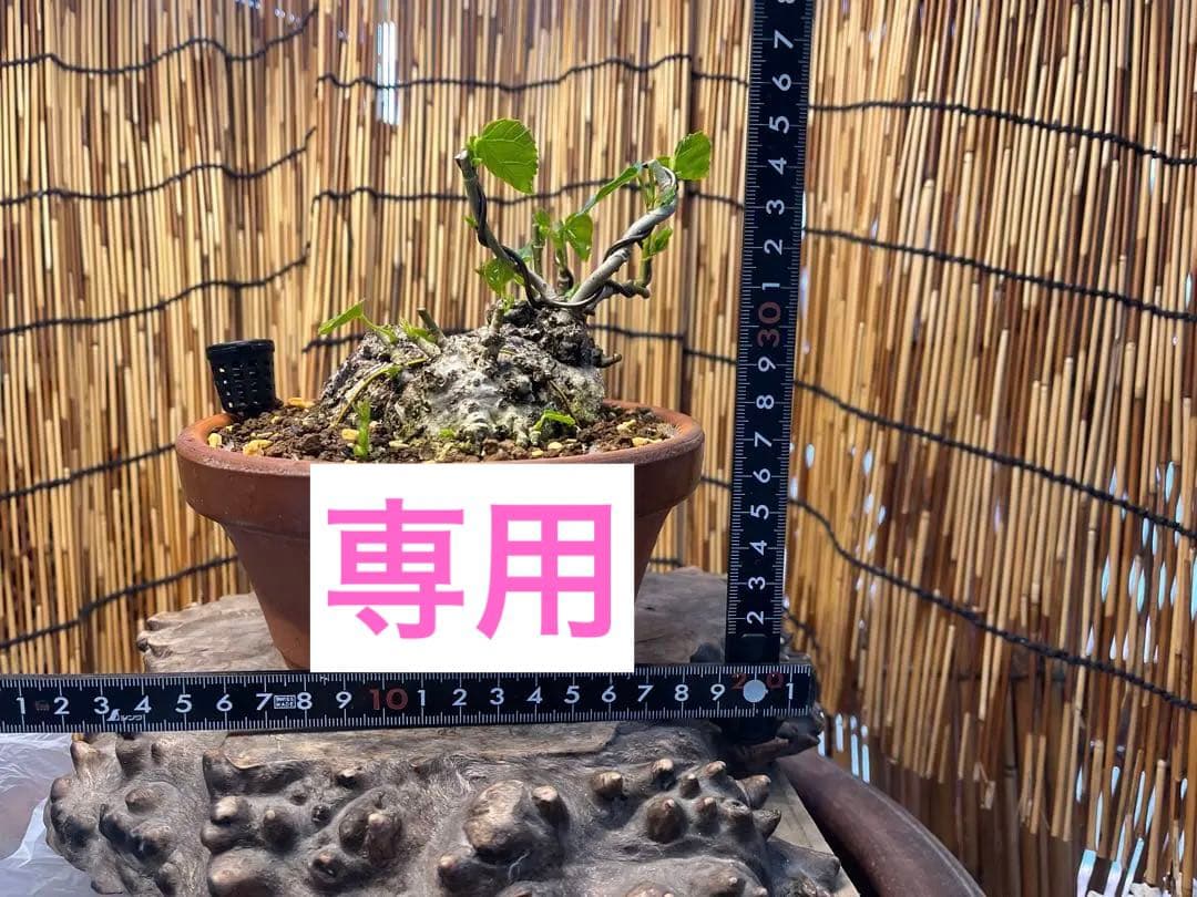 ✨✨✨オキナワイボオオハマボウ【◎良品素材】検/ハート葉happy♪セール♪