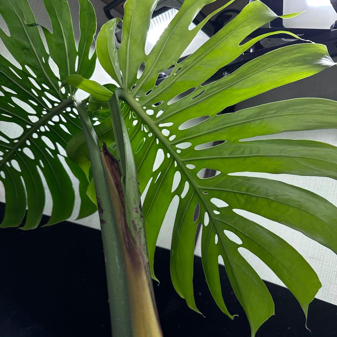 ダイム 江*君様 モンステラデリシオーサマクロコズム超希少系統鉢植え