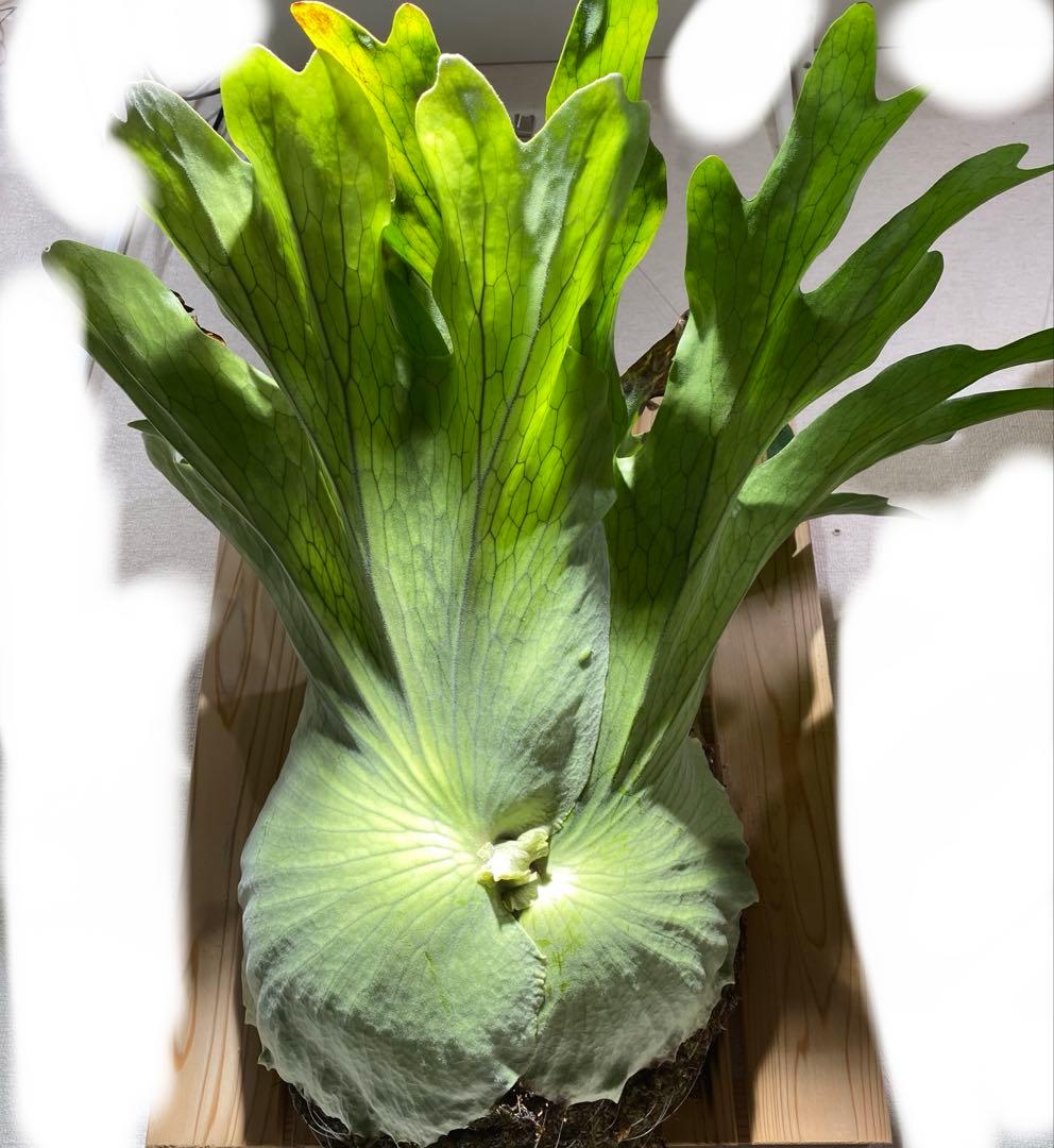 ビカクシダ　ホルタミー　特大株 沖縄県内直接引渡し可】ビカクシダ ホルタミー 特大株 - メルカリ