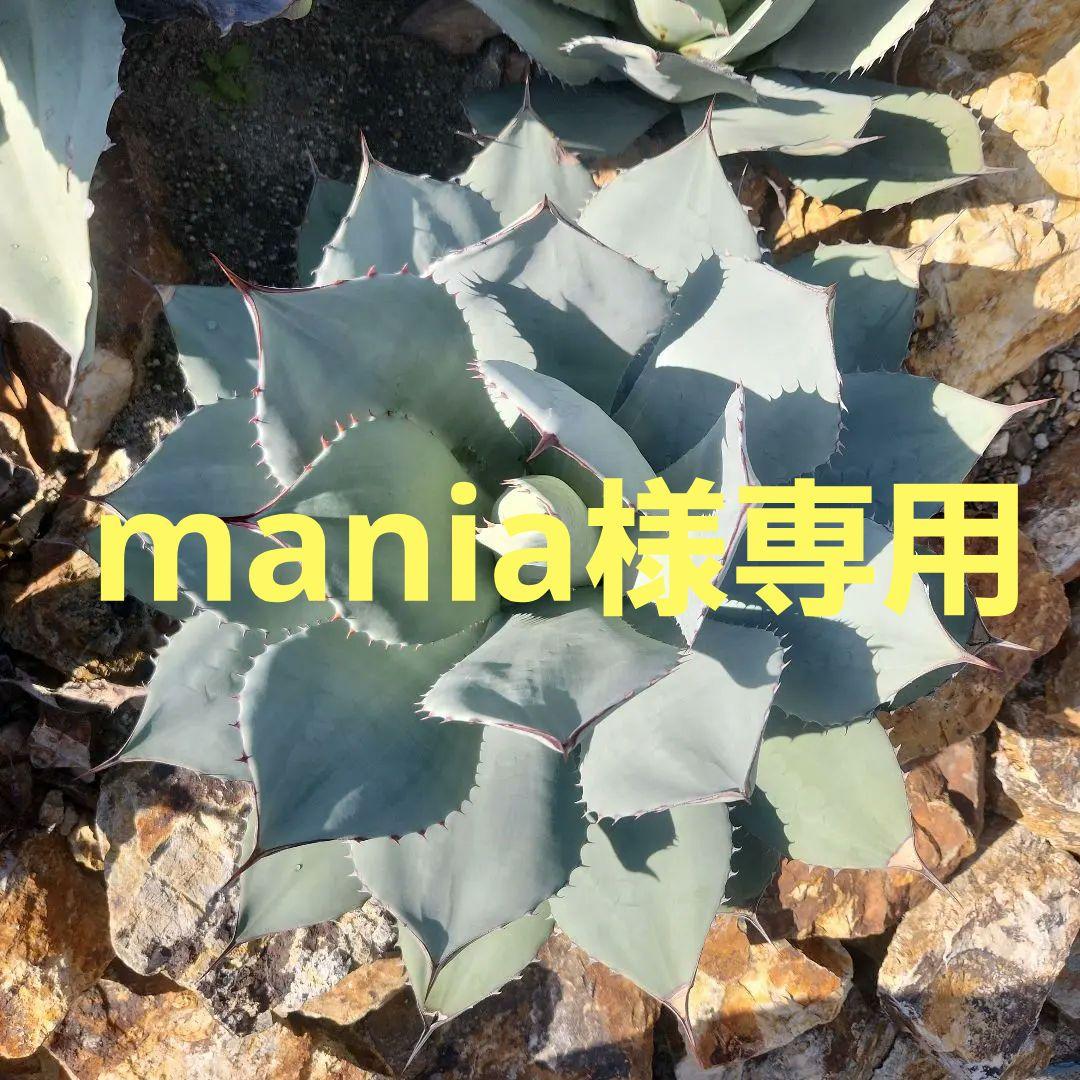 パリートランカータ　大株 うわぁこのアガベめっちゃかっこいい…40cmの大株ってやばくない