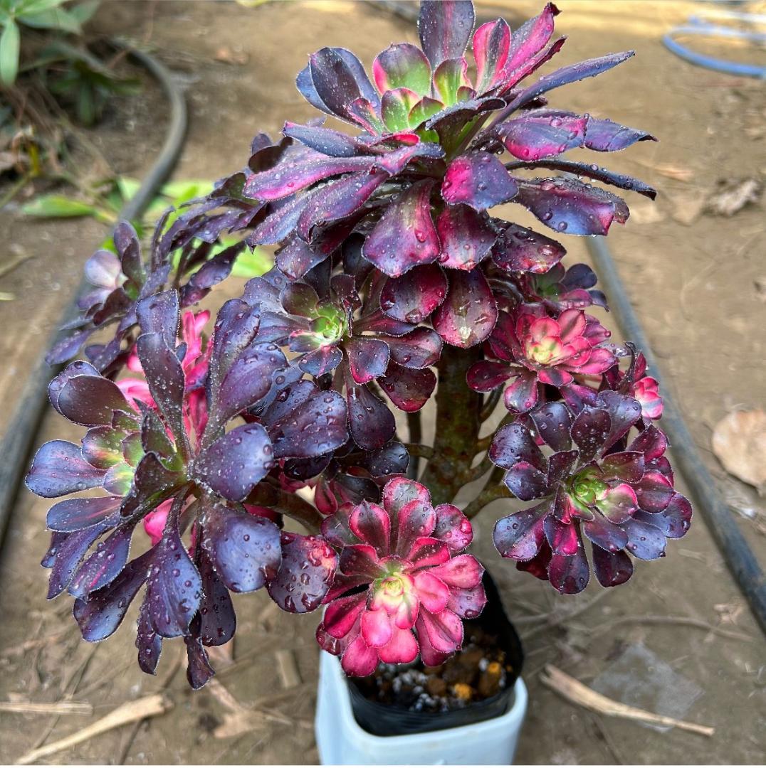 専用出品‼️アエオニウム　シャネル七彩2株　悪魔の目　カット1苗　抜き苗1株